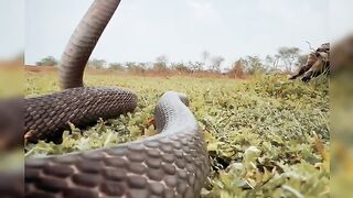 Sound of King Cobra snack