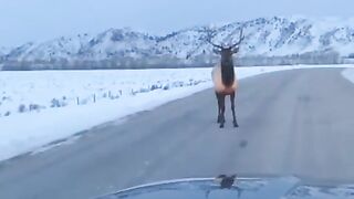 ????Man in car challenges Elk and learns the hard way.... FAFO