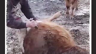 A shepherd saves a calf suffering from pain by relieving gas buildup to ease the