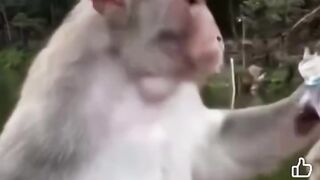 #This Monkey is funny ???? video #