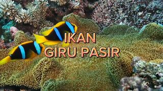 Ikan Giru Pasir