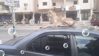 "Fearless Dog Chills on Car Roof Like a Boss!"