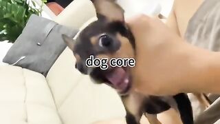 #foryoupage #foryoupage #foryoupage #Dog core#foryou #fypシ #foryoupage #funny #funnyvideos #funnytiltok #funnyanimals #funnyvideos #funny