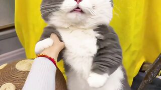 Funny Cat dance video