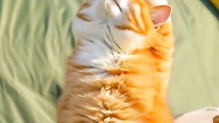 cat orange