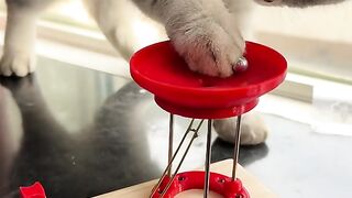 Cat playing with ball