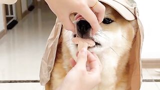 Dogs Put teeth