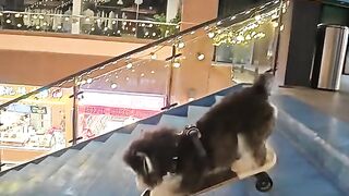 Dog enjoy walking entertainment video