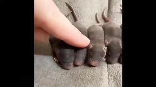 Cute_baby_animals_Videos_Compilation_cute_moment_of_the_animals