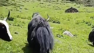 Yak in upper Mustang, Nepal