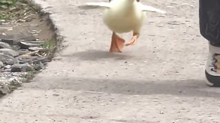 Kid gets chased by goose