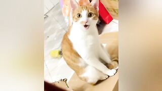 The Most dramatic cats moments ever! ???????? Funny Cat Videos 2025