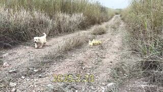 Funny golden retriever puppy tried to teach the ducklings to swim,which made the cat very envious!