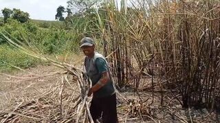 Cut down burnt sugarcane