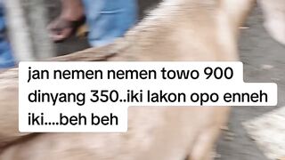 Niat Jual Kambing Malah Ditawar Murah.