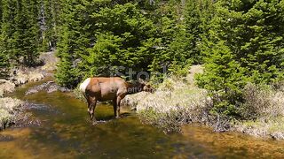 A free-spirited elk