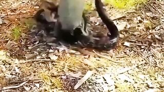 Snakes vs ferrets