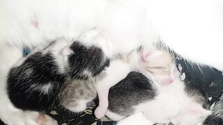 Kittens that are one day old