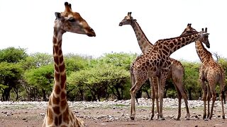 Giraffes at waterhole