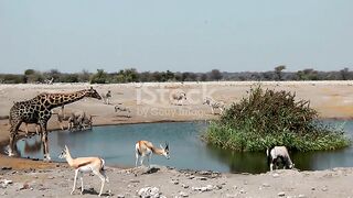 red-billed quelea swarm at a waterhole in Etosha National Park , Namibia with other animals look on