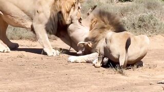 lunch of two lions