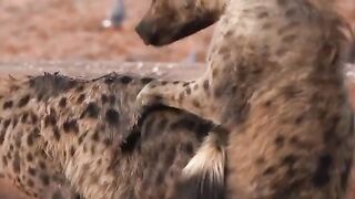 Hyena can't handle the joy