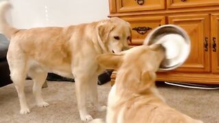 collection of funny dog ​​videos