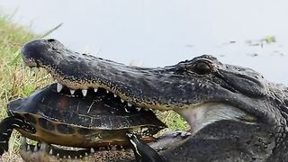 Crocodiles can't eat turtles