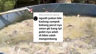 Ngasih makan lele itu tidak perlu berlebihan, secukupnya saja, 3 kali sehari