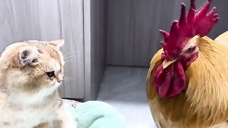 The rooster and the hen were stunned on the spot! The gentle kitten takes good care of the chicks????