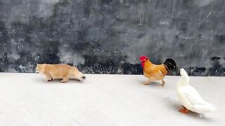 ????So funny cute!The rooster and the duck compete to sleep with the cat!Real and wonderful cartoons