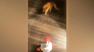 la meilleure vidéo sur les chats