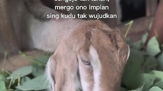 kambing ternak