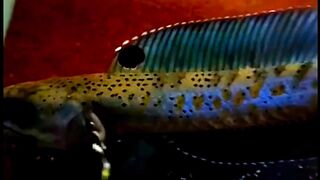 Channa Pulchra Fish ????‍????