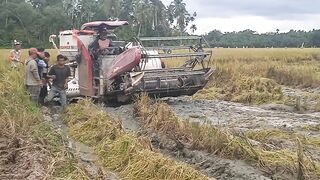 Mobil pemotong padi terjebak dlam lumpur