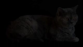 cat song, cat vibing, cartoon, cats meowing, cat dance,