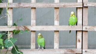 bird-wavy-parrot