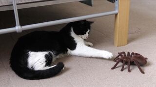 spider-cat-funny-pet