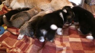 corgi-dog-feeding-puppy