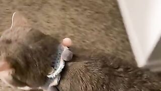 Cute and Funny Animals Videos