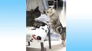 Top Funny Cat Videos of The Weekly - TRY NOT TO LAUGH