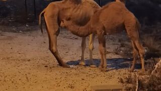 Baby camel