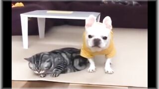 cat and dog, funny animals