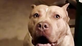 the most aggressive and dangerous pit bull in the whole world