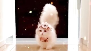 Cute cats videos ????????????????#7