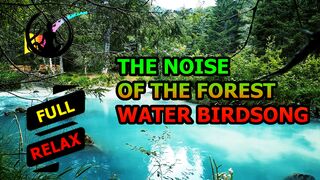 The sounds of the forest and birdsong. [HD]