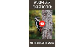 Woodpecker forest doctor. [HD] #shorts