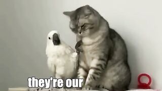 Parrot vs Cat