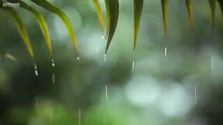 Relaxing Music & Soft Rain Sounds- Relaxing