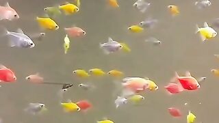 Fish | fish & water | natural view | Relaxing nature